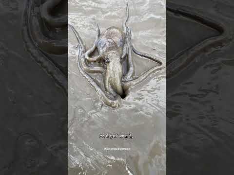 Octopus Hunts Fish into a Tiny Shelter