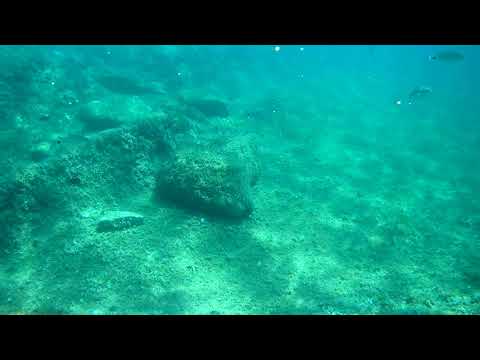 snorkling in Pavicini, Istria, Croatia