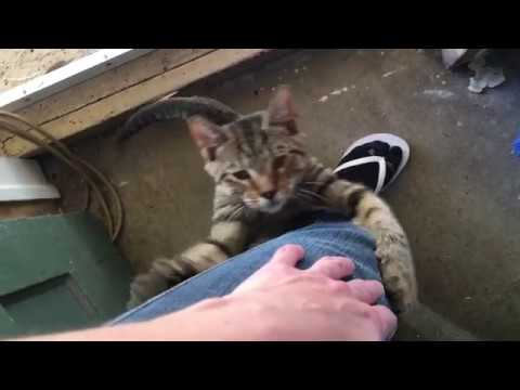 Artie The Cat, Hugging my leg. Cuttest cat ever!