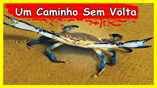 SONHAR COM SIRI CARANGUEJO SIGNIFICADO DE SONHOS COM SIRIS FRUTOS DO MAR