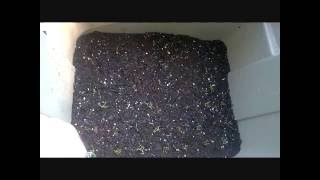 How I Grow Carrots!