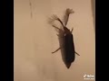 ✨bitch an eyelash bug✨