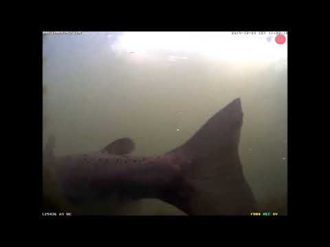 Die Ammer - Fluss der Kalkalpen