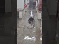 Hostel Masti All Is Well The Boys Jnv Trending Shots Reels Masti Vlogs Funny Comedy Happiness