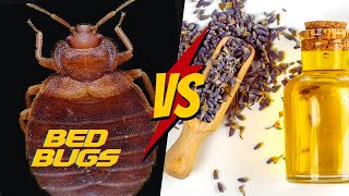 Does Lavender Oil REALLY work for Bed Bugs?  [Complete Tutorial]