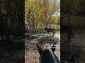 Biker won't stop for horse.