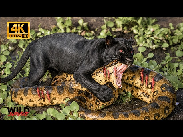 Vídeo relacionado con Pantera acosadora Nocturna para Amantes de los Animales misteriosos Sudadera