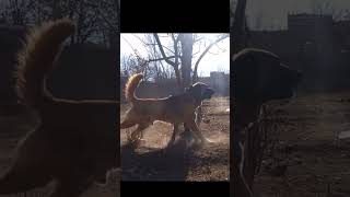 World's Strongest Dog Breed Sarabi 👿  #shorts #dog #dogs
