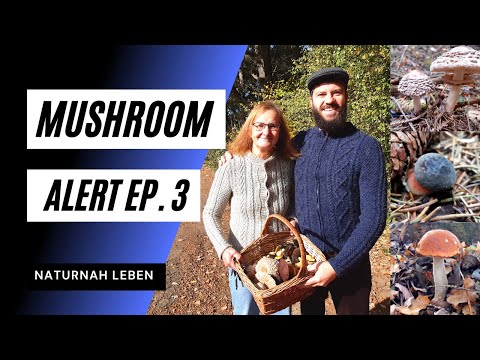 Pilze sammeln - Teil 3/4