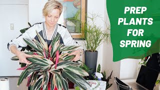 How To Get Your Houseplants Ready For Spring