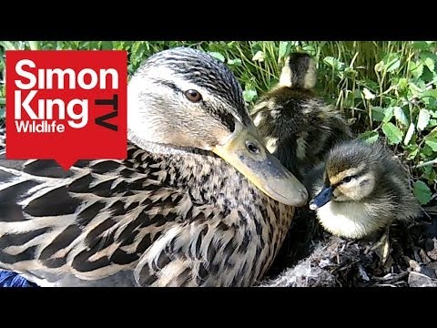 Cute Ducklings at Wild Meadows