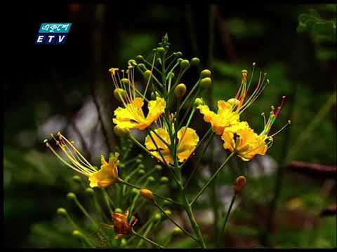 প্রকৃতিতে রঙের বাহার