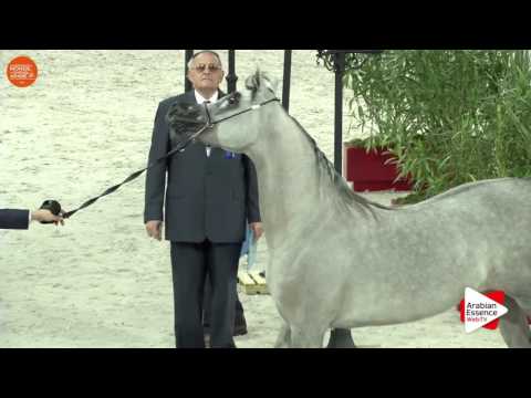 3RD - N.30 MALIKAT AL MOLUK - Paris 2016 - Fillies 2-3 years old (Class CM2 A)