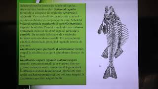 Pregatire de BAC la Biologie Lecția 9: Regnul Animal. Vertebratele.