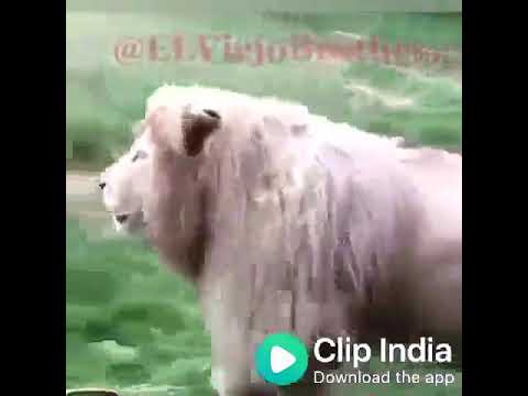 download lagu mp3 mp4 Liyon, download lagu Liyon gratis, unduh video klip Liyon