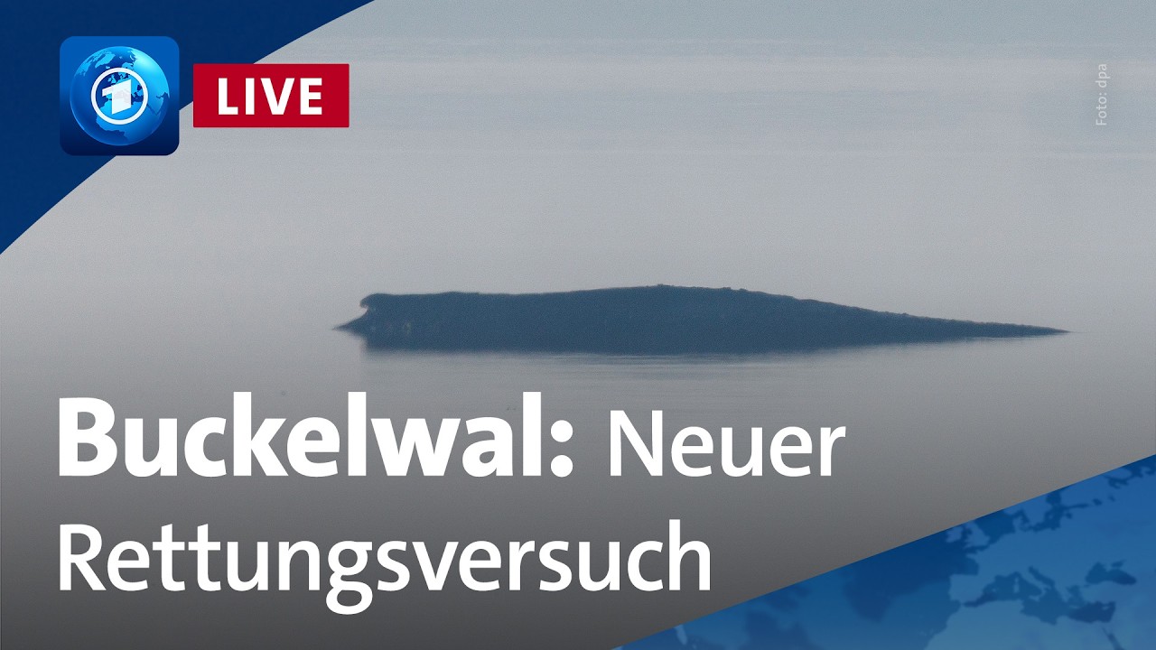 Neuer Rettungsversuch für gestrandeten Wal vor der Insel Poel (unkommentierter Livestream)