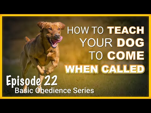 How to Teach Your Dog to Come When Called. Episode 22