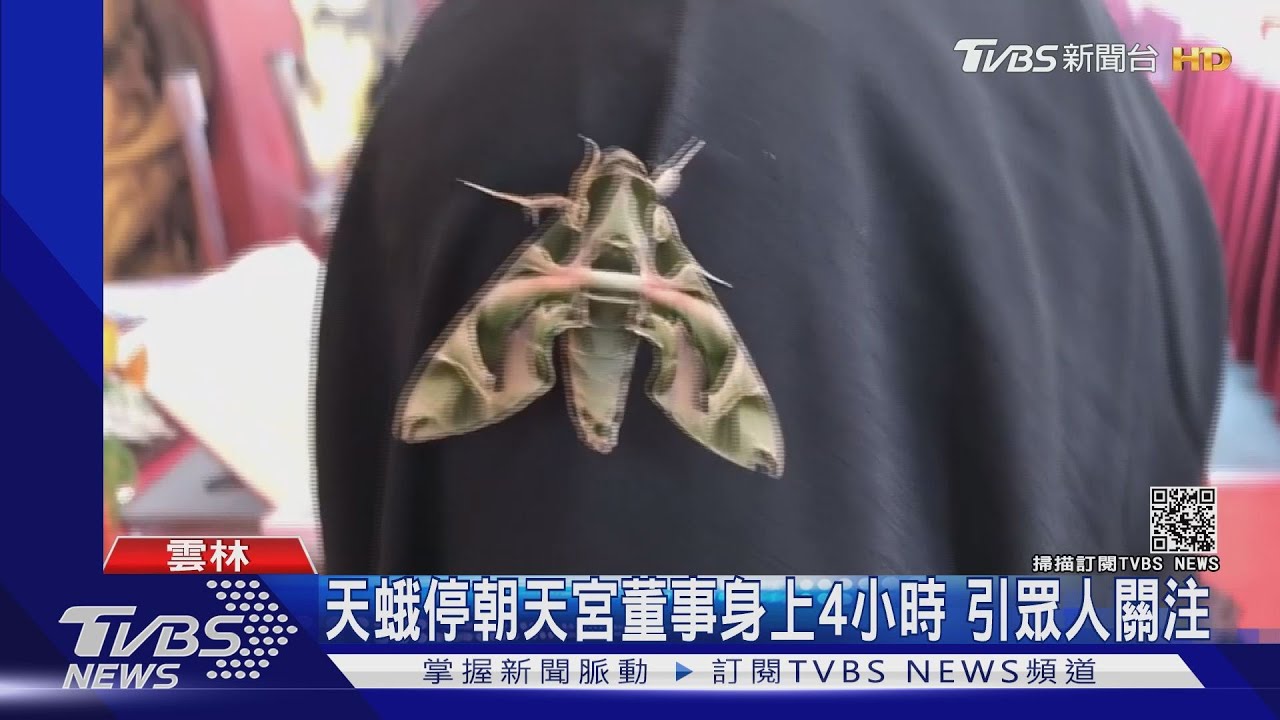 天蛾停朝天宮董事身上4小時　引眾人關注
