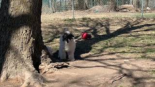 Video preview image #1 Poodle (Miniature) Puppy For Sale in HADDAM, KS, USA