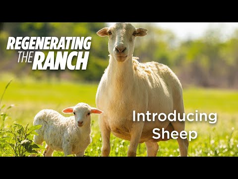Raising Grass Fed Sheep on our Ranch - Regenerating the Ranch Episode 3