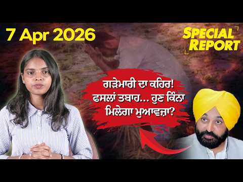 Punjabi Link Special Report !ਗੜੇਮਾਰੀ ਦਾ ਕਹਿਰ! ਫਸਲਾਂ ਤਬਾਹ… ਹੁਣ ਕਿੰਨਾ ਮਿਲੇਗਾ ਮੁਆਵਜ਼ਾ?