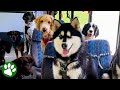 This Bus Only Takes Dogs