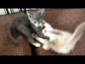 Brutal Cats Fight