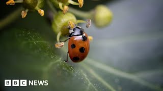 UN biodiversity summit COP15 reaches ‘historic’ deal to protect nature – BBC News