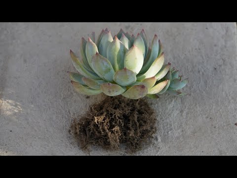この春、多肉植物の植え替えはいつ頃できるでしょうか？植え替えを成功させるための重要なステップ  庭園