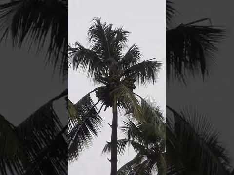 CLIMBING TECHNIK TO CLIMB A COCONUT TREE DURING HEAVY RAIN