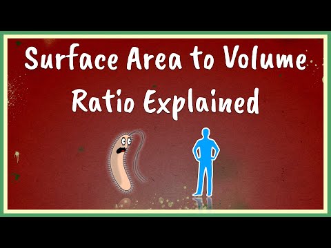 Surface Area to Volume Ratio Explained