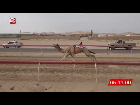  ش 8 (عباب) لـ سعادة احمد بن سلطان الحلامي 12:18 , شارة الديوان 2026/3/07 ثنايا سويحان