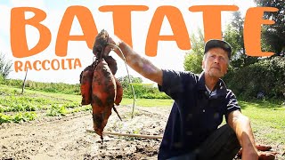 ASSURDA RACCOLTA di BATATE al PODERE di SERGIO (mai visto una roba così!!) Orto Vlog Supertranquillo