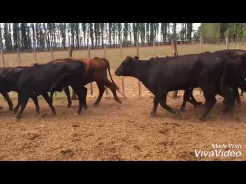 VACAS VACIAS