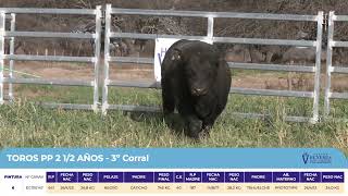 3 Toros PP 2 años y medio - Gregorio Aberasturi - Plaza Ganadera