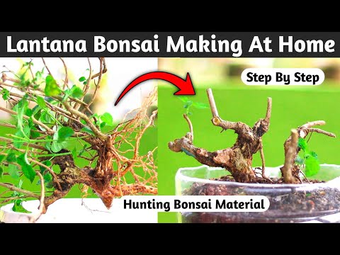 , title : 'Lantana Bonsai Making At Home'