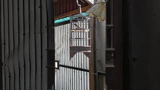 Download lagu ciblek semi tembakan kenari mp3