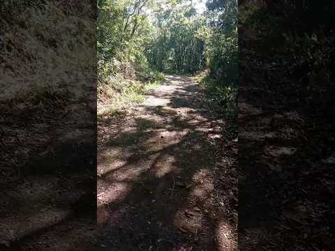 Início da Trilha para a Cascata de Nova Hartz #01🌿🥾 #natureza  #trilhas #paisagemnatural #cascatas