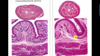 Esophagus Data Show 2016