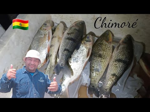 🇧🇴 pesca en chimoré  zona de la peña