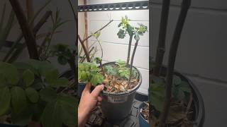 Elderberry Cutting Propagation UPDATE! 🌿 #propagation #cuttings #plantlife #elderberry