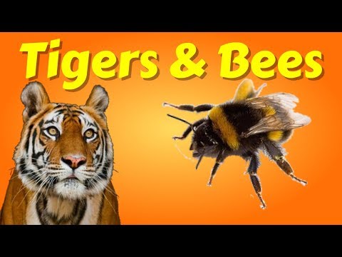 Tigers and Bees