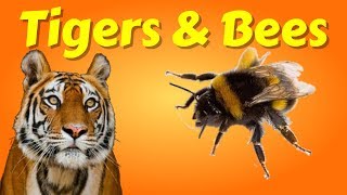 Tigers and Bees