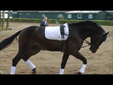 Cyrkon Royale, Holst. stallion born 2015 from Carrico- Cyrkon xx- Contender-Lavall