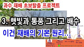 과일나무 재배 초보탈출 프로젝트. 3.햇빛과 통풍, 그리고 배수 이건 재배의 기본 (과일나무 재배, 과일나무…