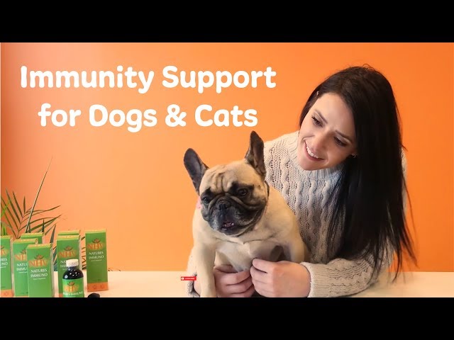 Natures Immuno Champignons Medicinaux Pour Chiens Animal De Compagnie Naturel Nhv Natures Immuno Champignons Medicinaux Pour Chiens Animal De Compagnie Naturel Nhv