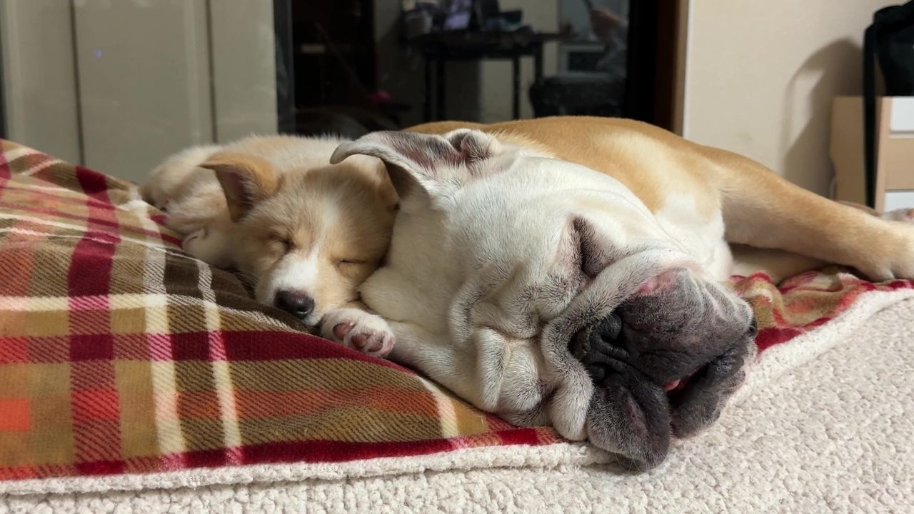 生後3ヶ月の介護犬…ぶるまるお兄ちゃんが大好き過ぎて隣じゃないと寝なくなってしまいました(笑)