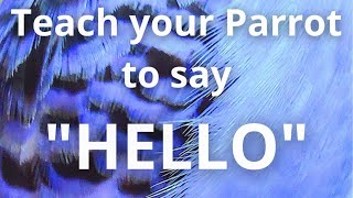 Teach your Parrot to say "HELLO"