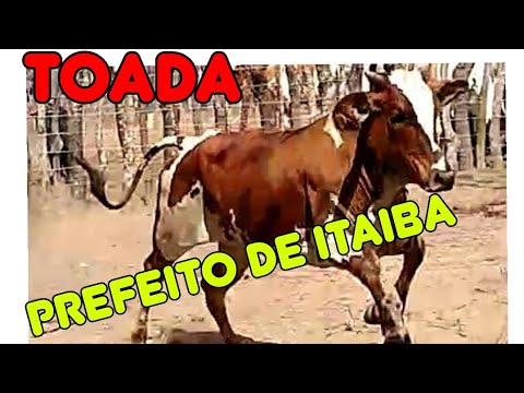 Toada prefeito de Itaiba cantada por EVALDO SILVA E CARLOS CAVALCANTE