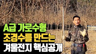 A급 가로수형 조경수를 만드는 겨울전지 핵심 공개 |…